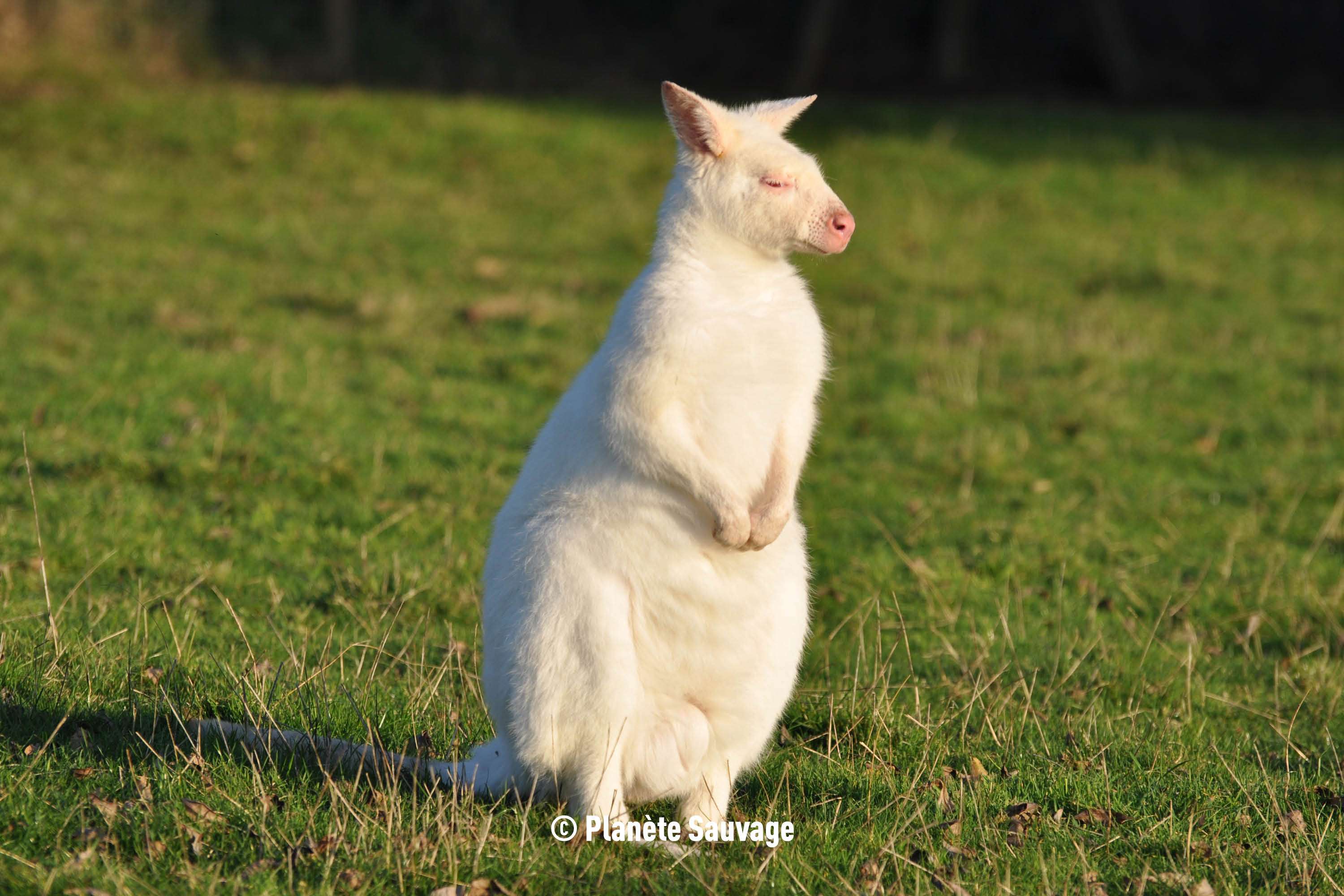 Wallaby de Bennett - Planète Sauvage