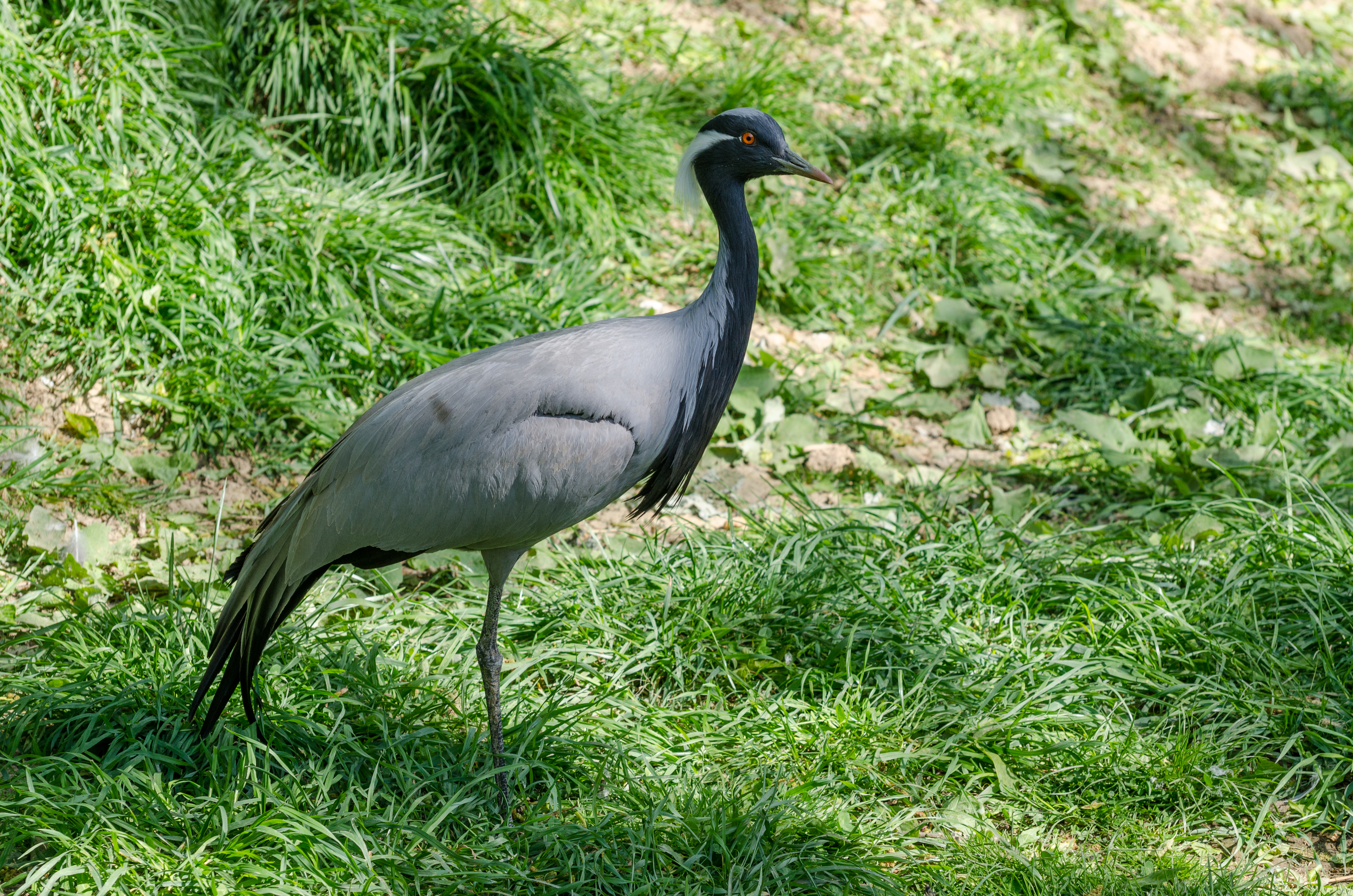 Grue demoiselle