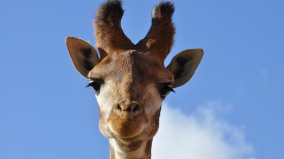 Girafe du Cap