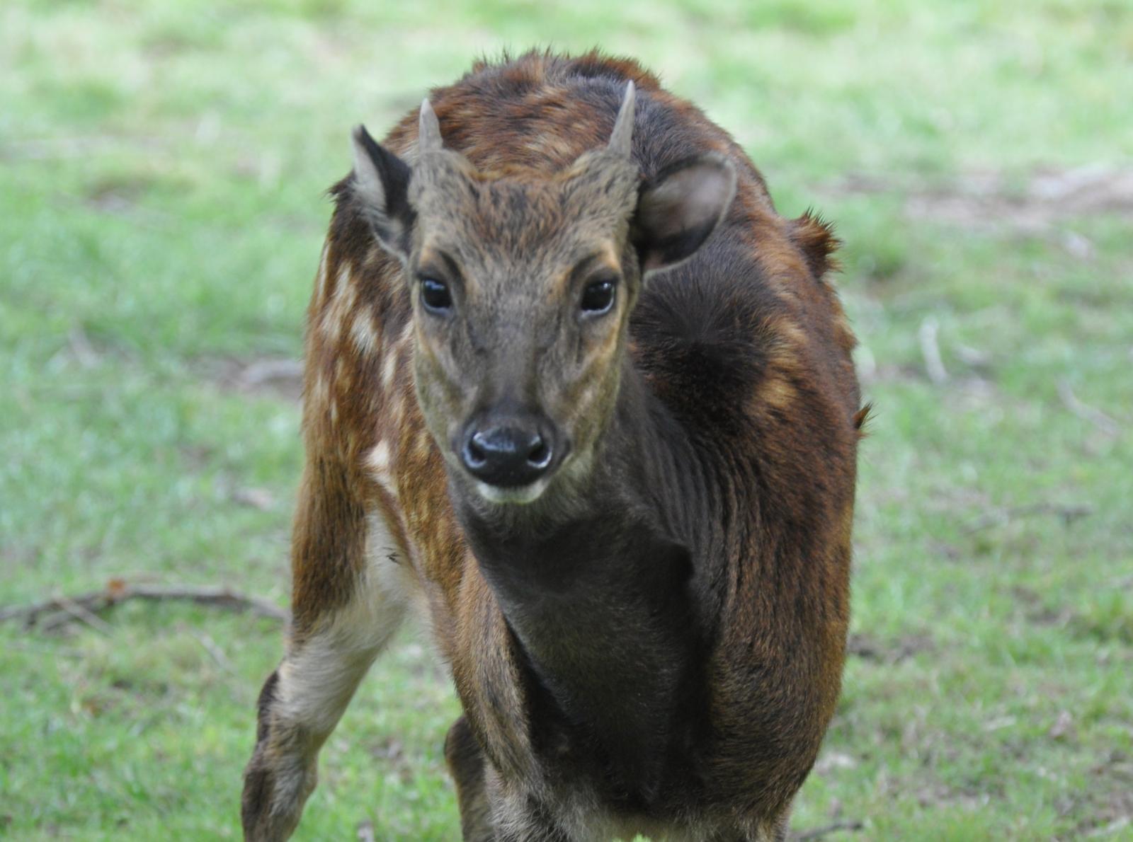 Cerf du Prince Alfred